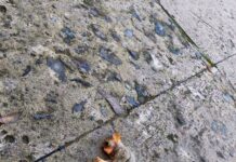 Pannakasarak ti maikapat a natay a tarsier iti asideg ti Calbayog roadway, kayat a maaksyunan ti DENR