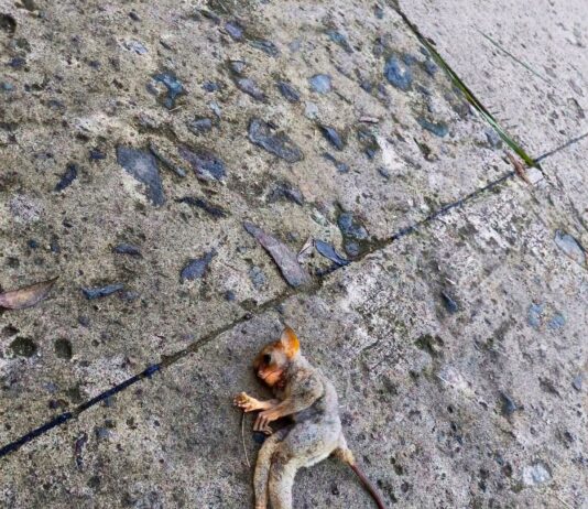 Pannakasarak ti maikapat a natay a tarsier iti asideg ti Calbayog roadway, kayat a maaksyunan ti DENR