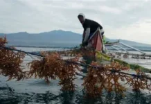P34.66-M a gatad ti seaweed farming equipment, inwaras ti DA