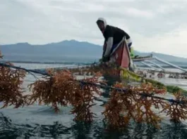 P34.66-M a gatad ti seaweed farming equipment, inwaras ti DA