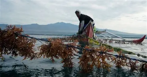 P34.66-M a gatad ti seaweed farming equipment, inwaras ti DA