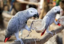 5 a parrot iti maysa a zoo idiay England, napagsisina gapu iti panag-trashtalk ken panangkatkatawada kadagiti bisita