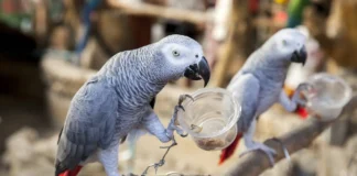 5 a parrot iti maysa a zoo idiay England, napagsisina gapu iti panag-trashtalk ken panangkatkatawada kadagiti bisita