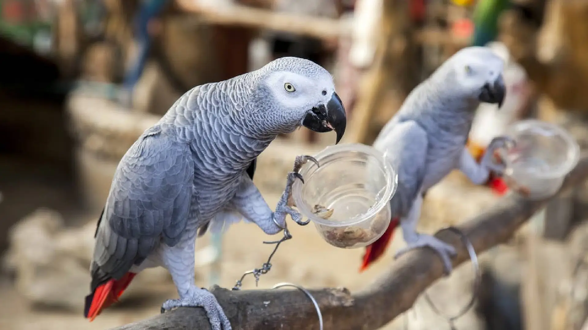 5 a parrot iti maysa a zoo idiay England, napagsisina gapu iti panag-trashtalk ken panangkatkatawada kadagiti bisita