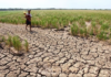 P61.99-B nga Action Plan Kontra El Niño, isagsagana iti Department of Agriculture