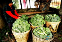Bagsak-Presyo nga Imported a Broccoli idiay Benguet, Pinaimbestigaran ti DA
