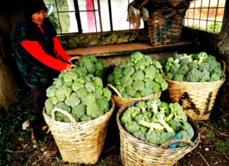 Bagsak-Presyo nga Imported a Broccoli idiay Benguet, Pinaimbestigaran ti DA