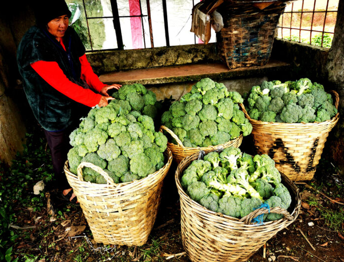 Bagsak-Presyo nga Imported a Broccoli idiay Benguet, Pinaimbestigaran ti DA