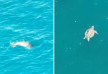 6 a dugong ken 5 a pawikan, naimatangan idiay kabaybayan ti Sultan Kudarat