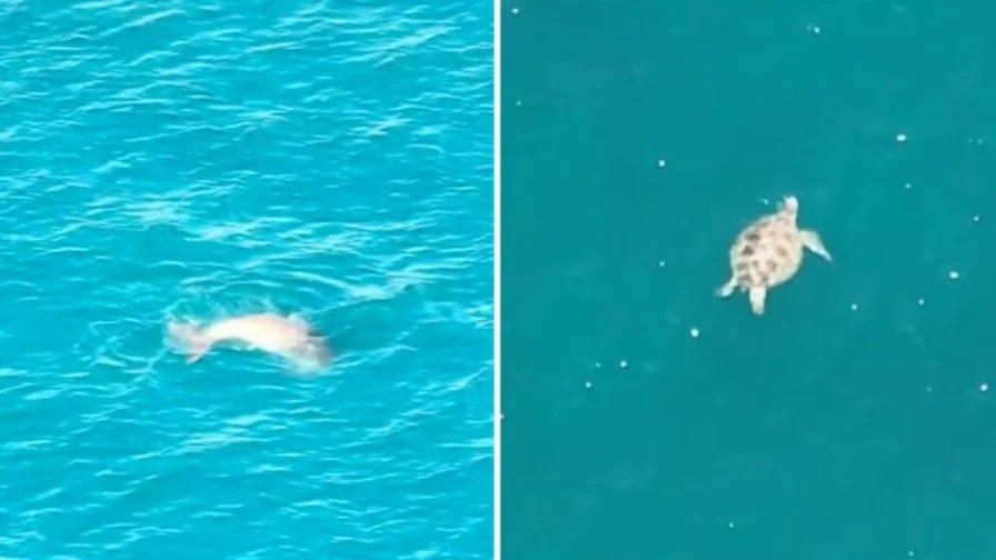 6 a dugong ken 5 a pawikan, naimatangan idiay kabaybayan ti Sultan Kudarat