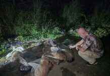 Animal protection bill, naidagadag kalpasan a nasarakan ti 29 a naibelleng a taraken sadiay Bulacan